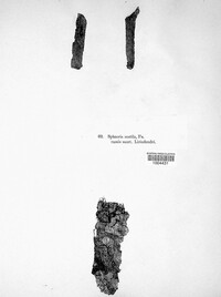 Botryosphaeria stevensii image